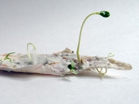 CutCardstock Plantable Paper